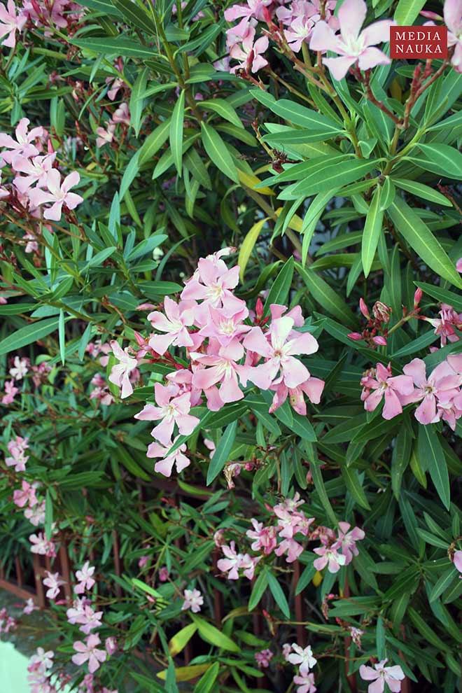 oleander pospolity