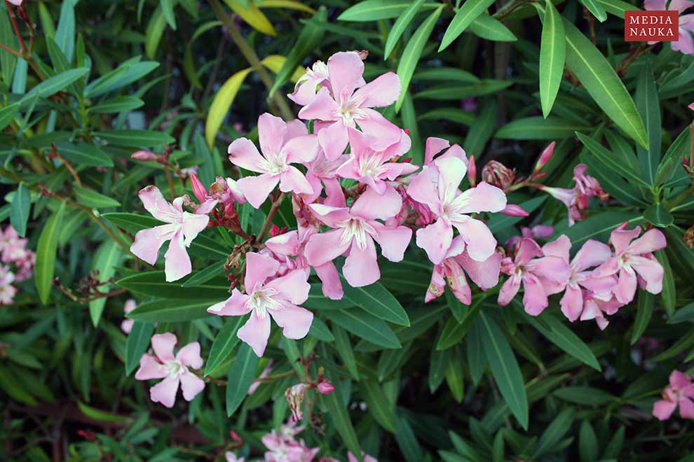 oleander pospolity