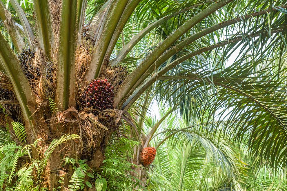 olejowiec gwinejski, palma olejowa