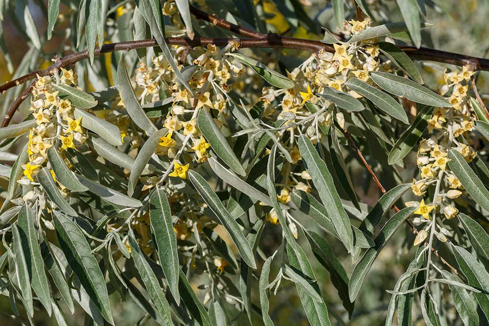 oliwnik srebrzysty (Elaeagnus commutata)