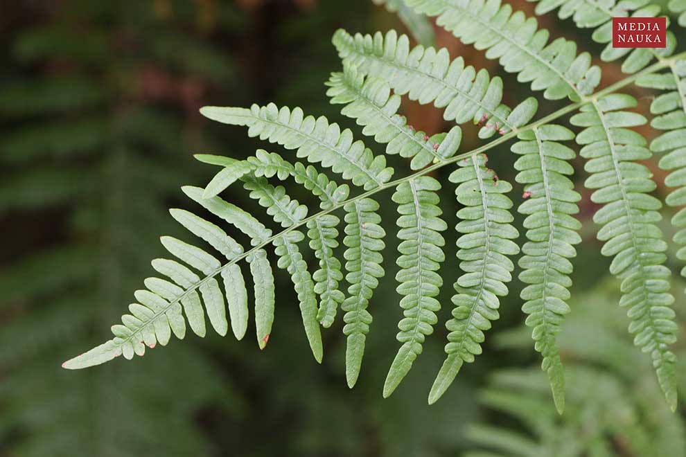 orlica pospolita (Pteridium aquilinum)