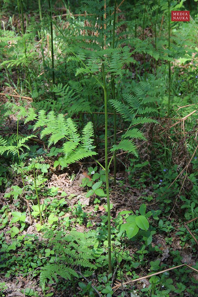 orlica pospolita (Pteridium aquilinum)