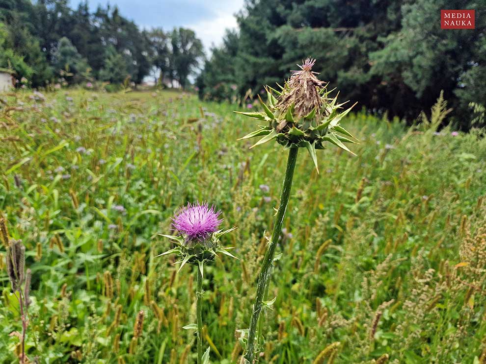 ostropest plamisty (Silybum marianum)