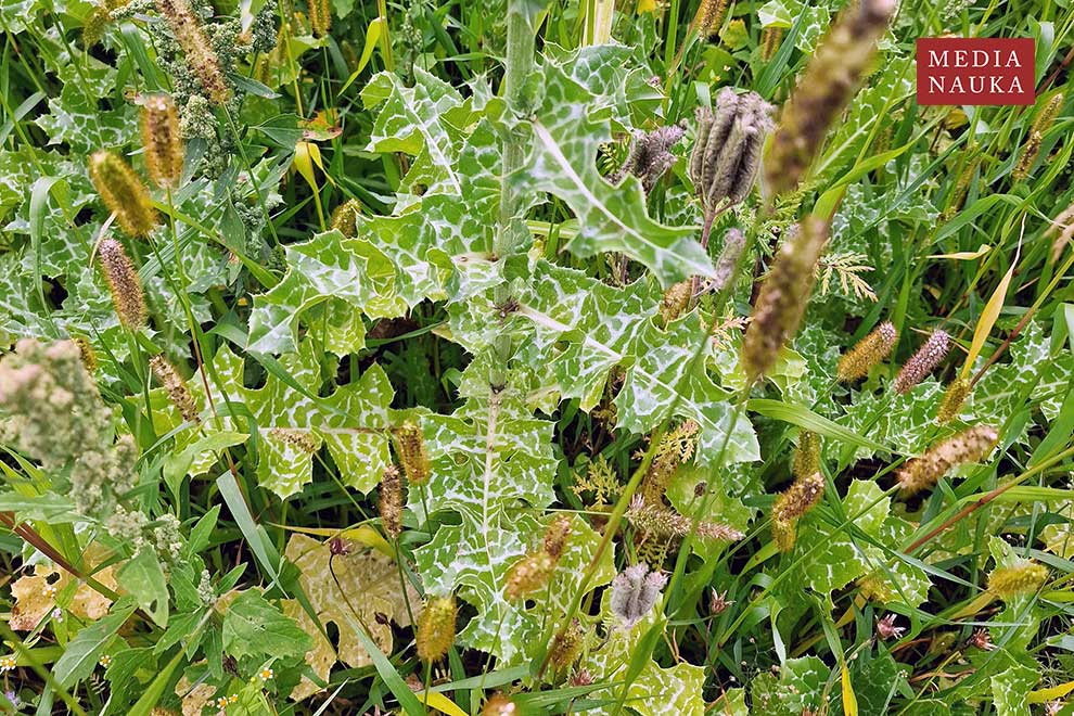 ostropest plamisty (Silybum marianum)