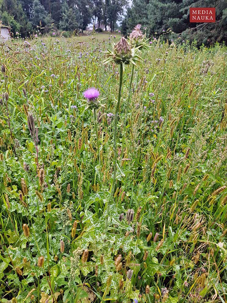 ostropest plamisty (Silybum marianum)