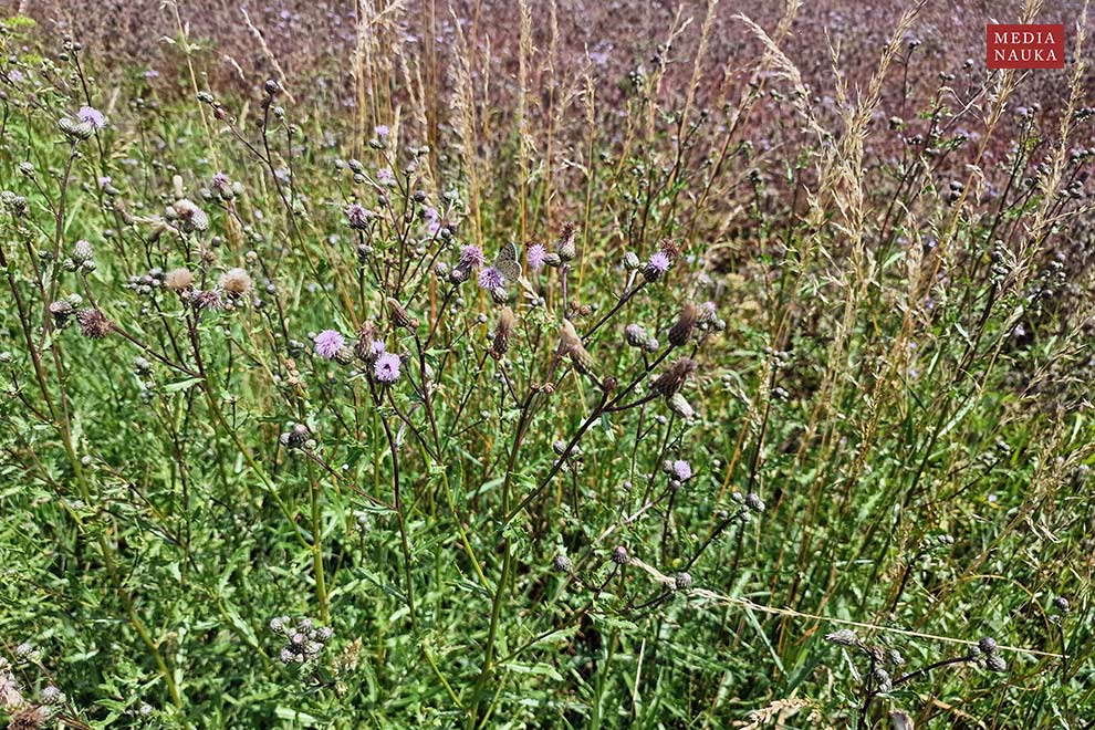 ostrożeń polny (Cirsium arvense)