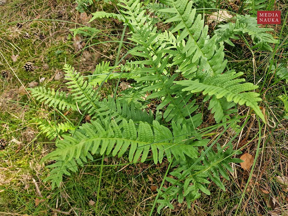 paprotka zwyczajna (Polypodium vulgare)