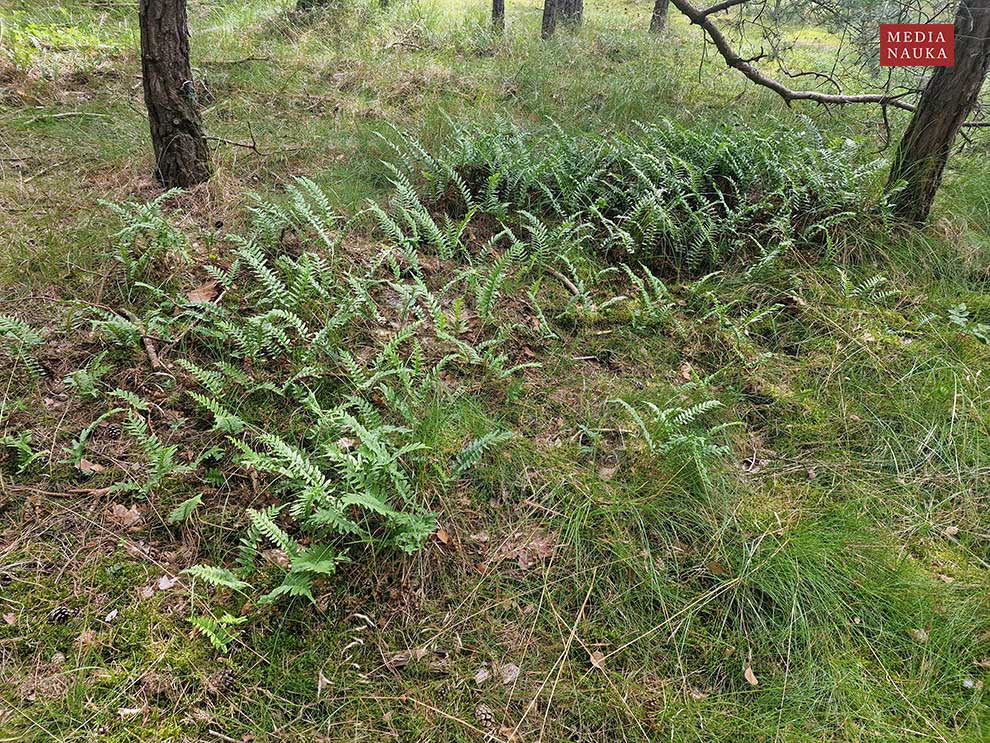 paprotka zwyczajna (Polypodium vulgare)