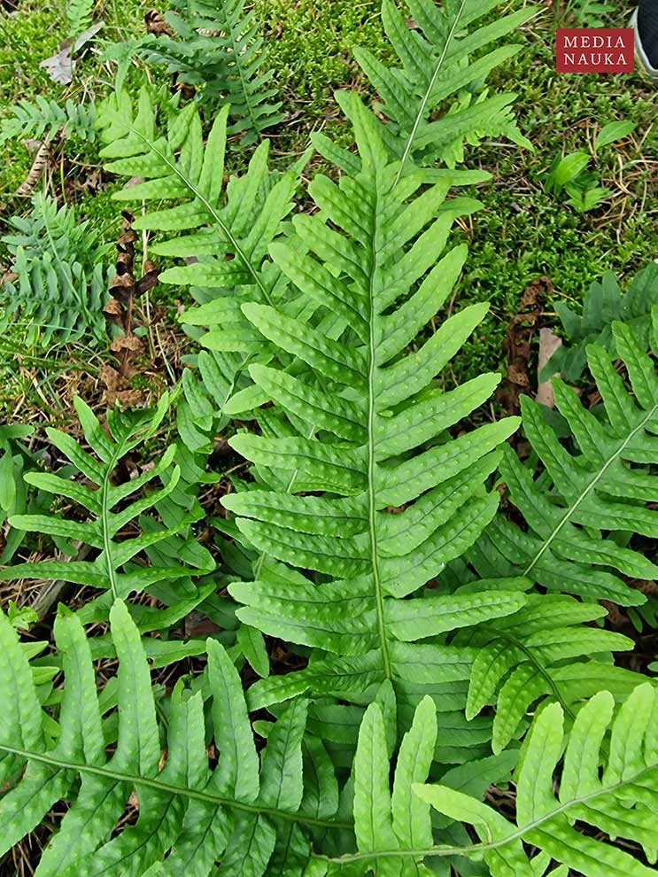 paprotka zwyczajna (Polypodium vulgare)