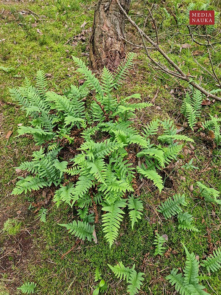 paprotka zwyczajna (Polypodium vulgare)