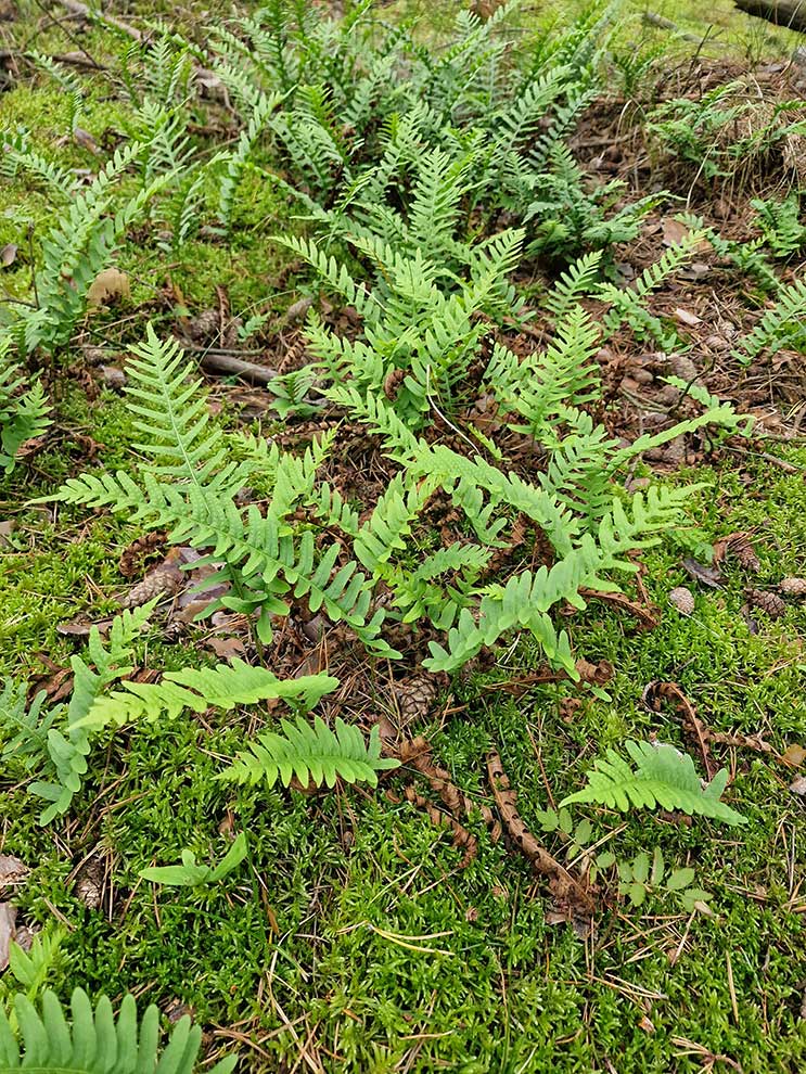 paprotka zwyczajna (Polypodium vulgare)