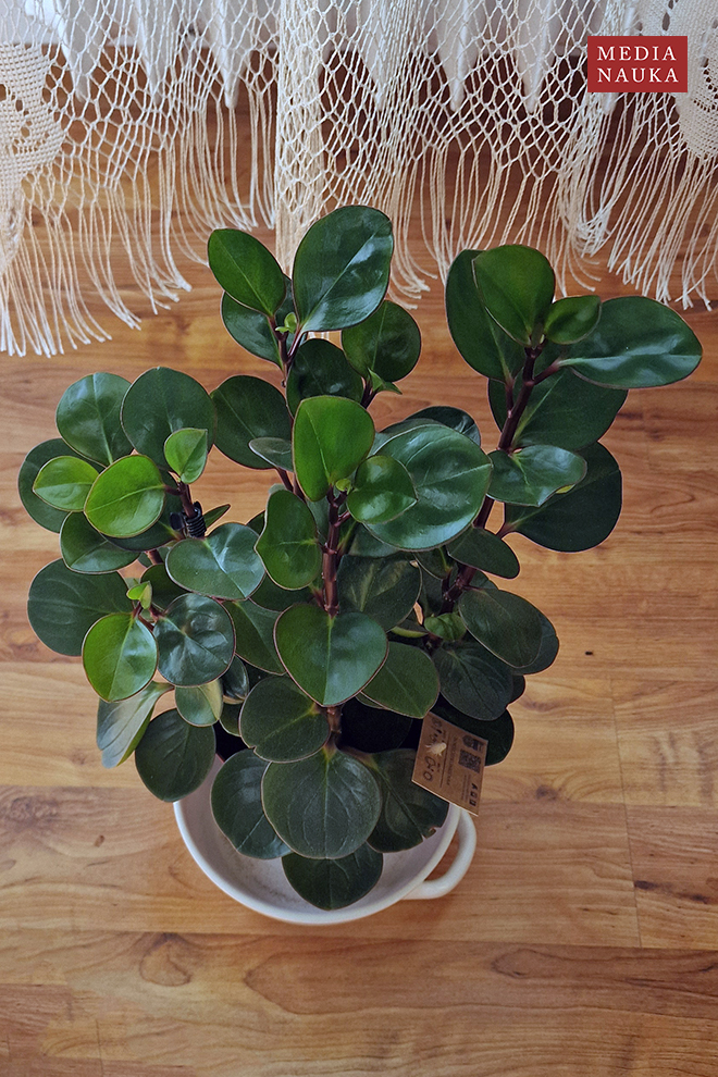 peperomia tępolistna, peperomia magnoliolistna