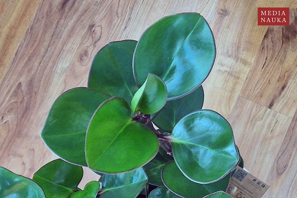 peperomia tępolistna, peperomia magnoliolistna