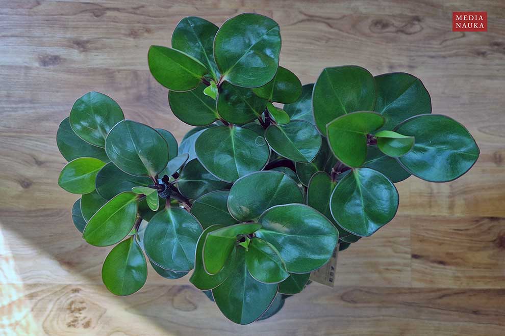 peperomia tępolistna, peperomia magnoliolistna