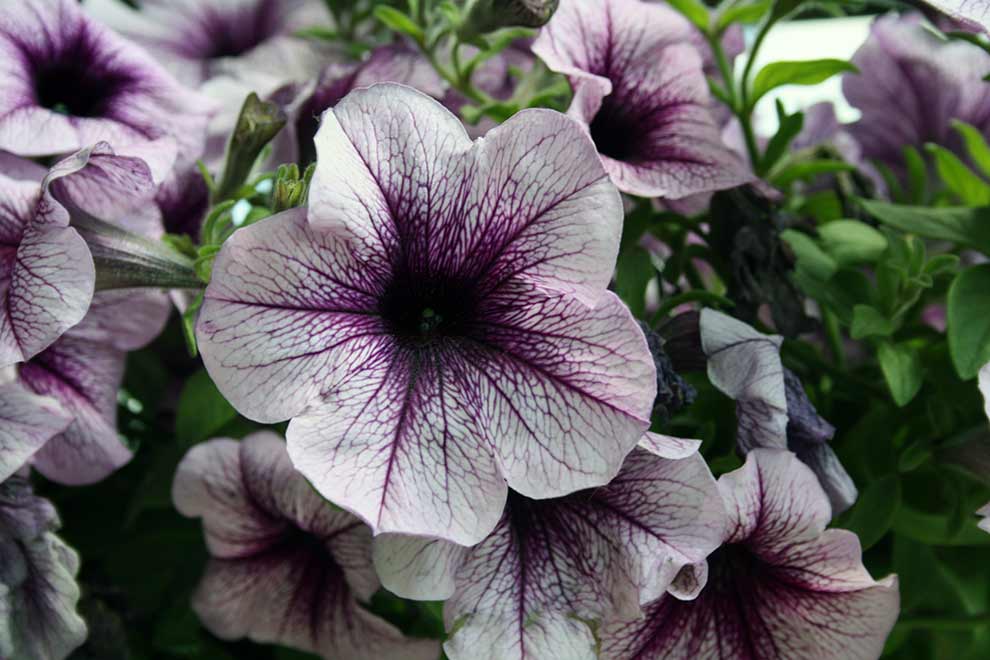 petunia ogrodowa