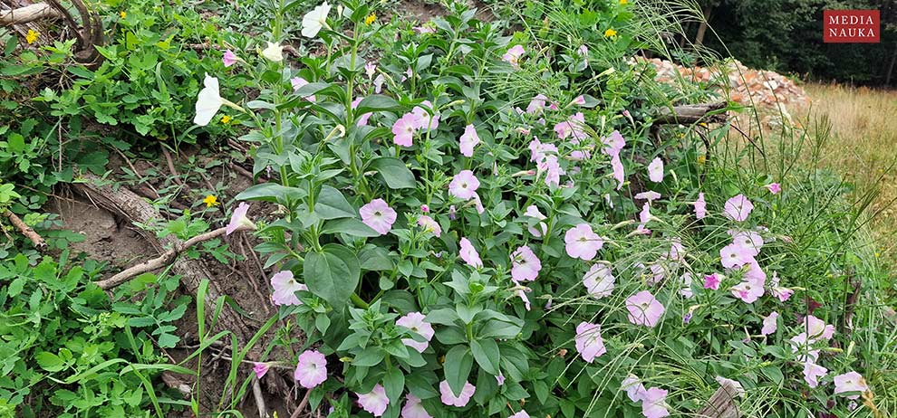 petunia ogrodowa