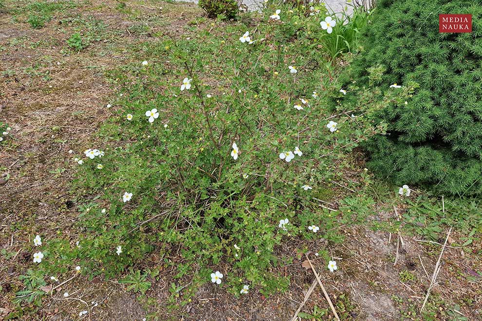 pięciornik krzewiasty (Potentilla fruticosa)