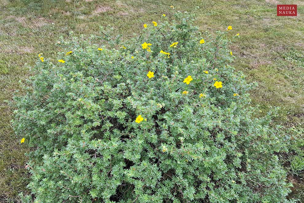 pięciornik krzewiasty (Potentilla fruticosa)