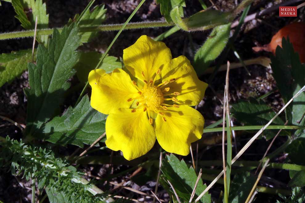 pięciornik rozłogowy (Potentilla reptans)