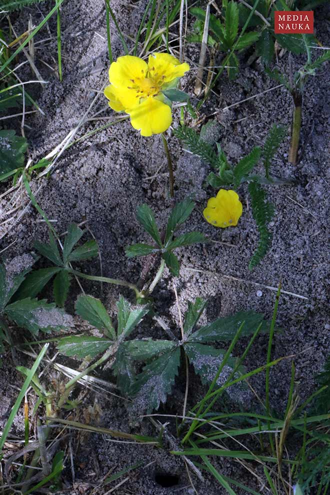 pięciornik rozłogowy (Potentilla reptans)