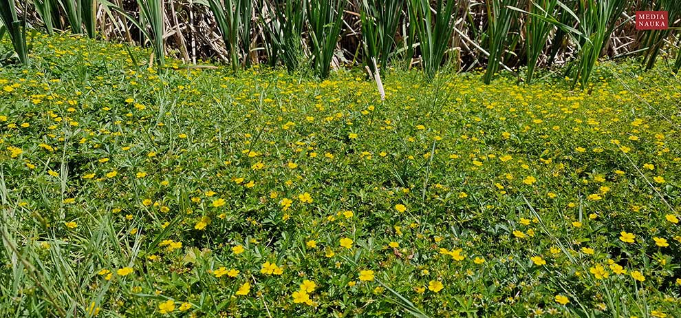 pięciornik rozłogowy (Potentilla reptans)