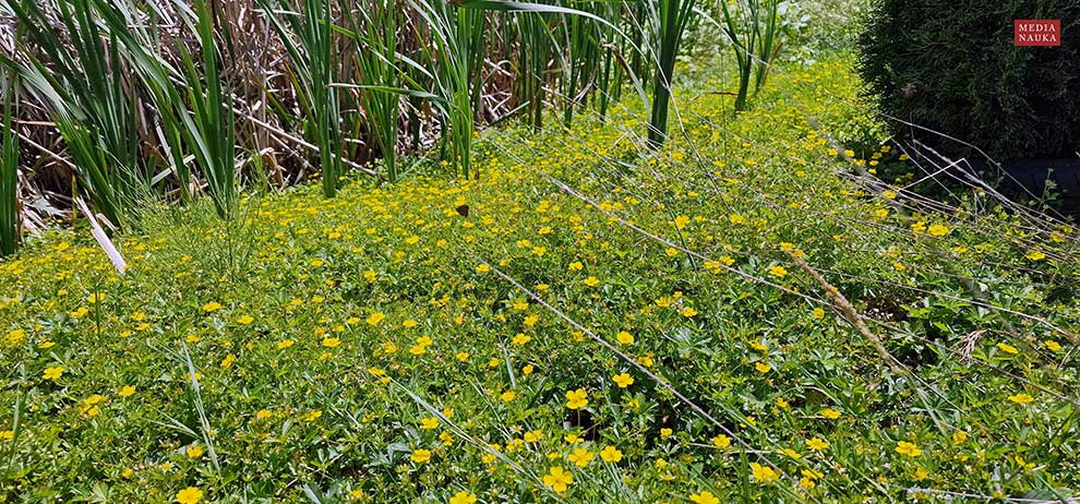 pięciornik rozłogowy (Potentilla reptans)