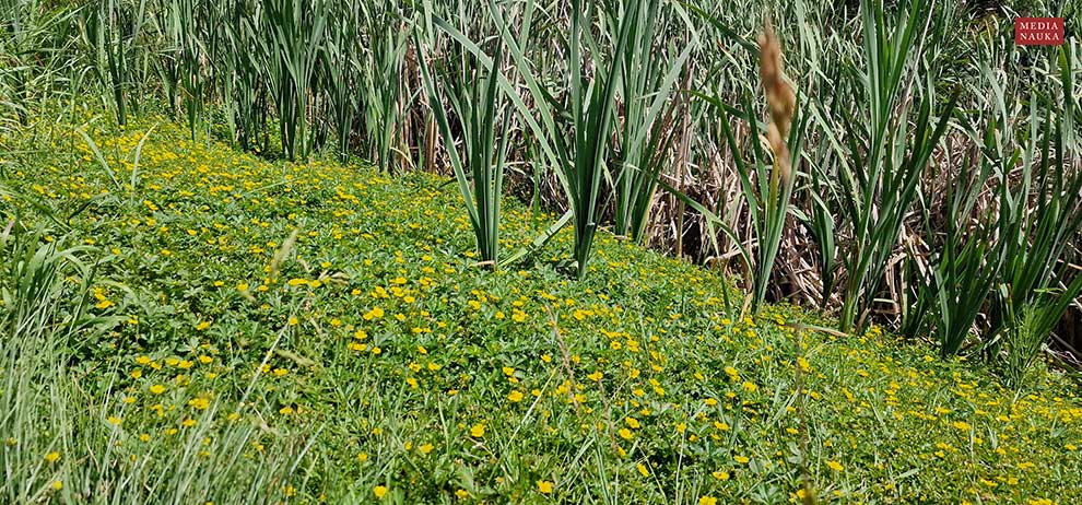 pięciornik rozłogowy (Potentilla reptans)