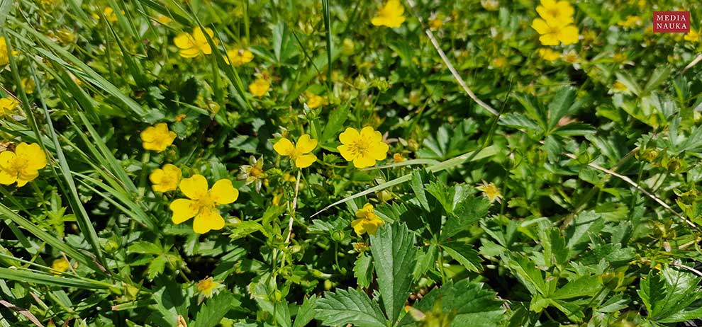 pięciornik rozłogowy (Potentilla reptans)
