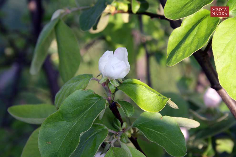 pigwa pospolita (Cydonia oblonga)