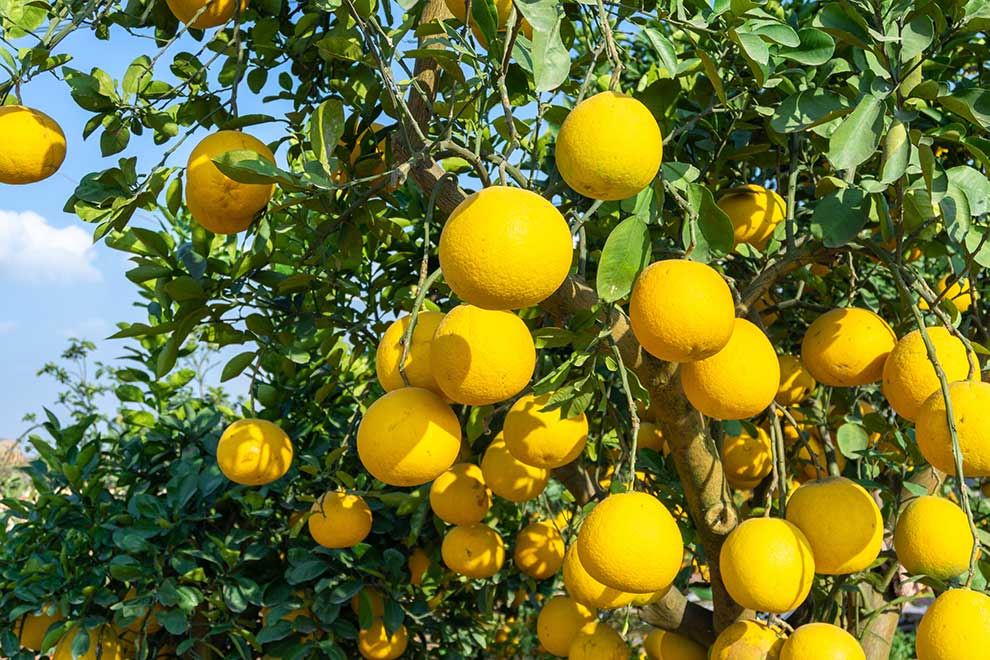 pomarańcza olbrzymia, pomelo, pompela (Citrus maxima)