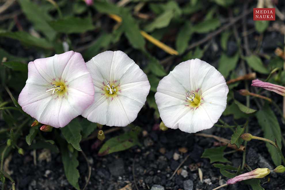 powój polny