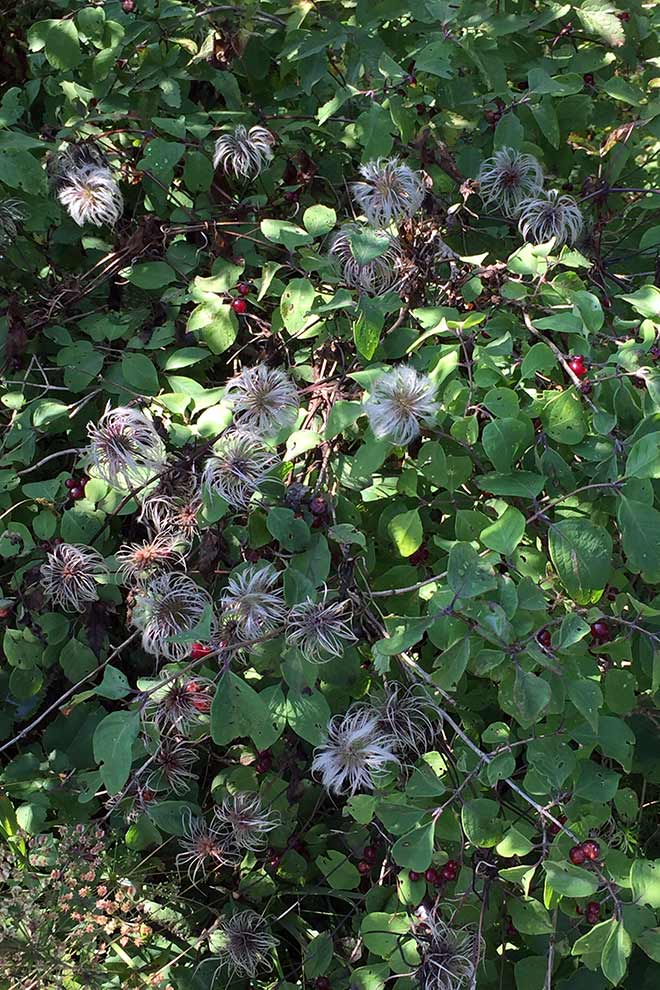 powojnik pnący (Clematis vitalba)