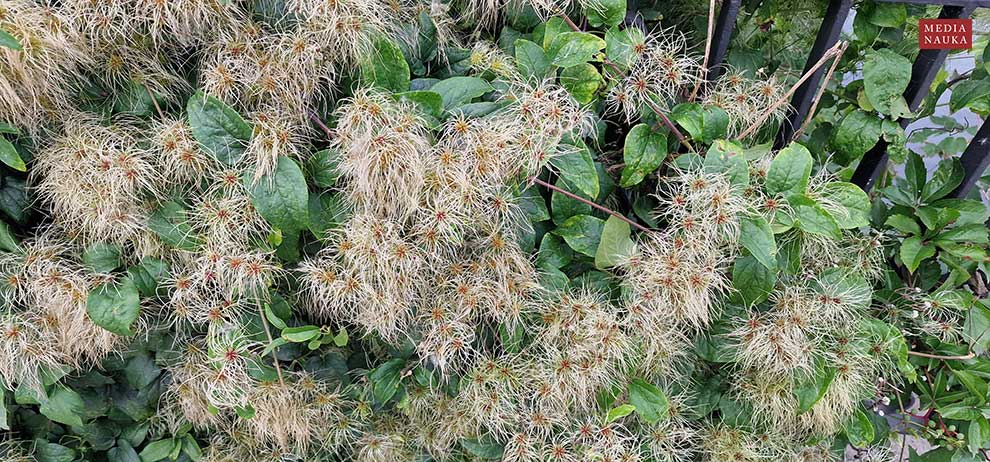 powojnik pnący (Clematis vitalba)