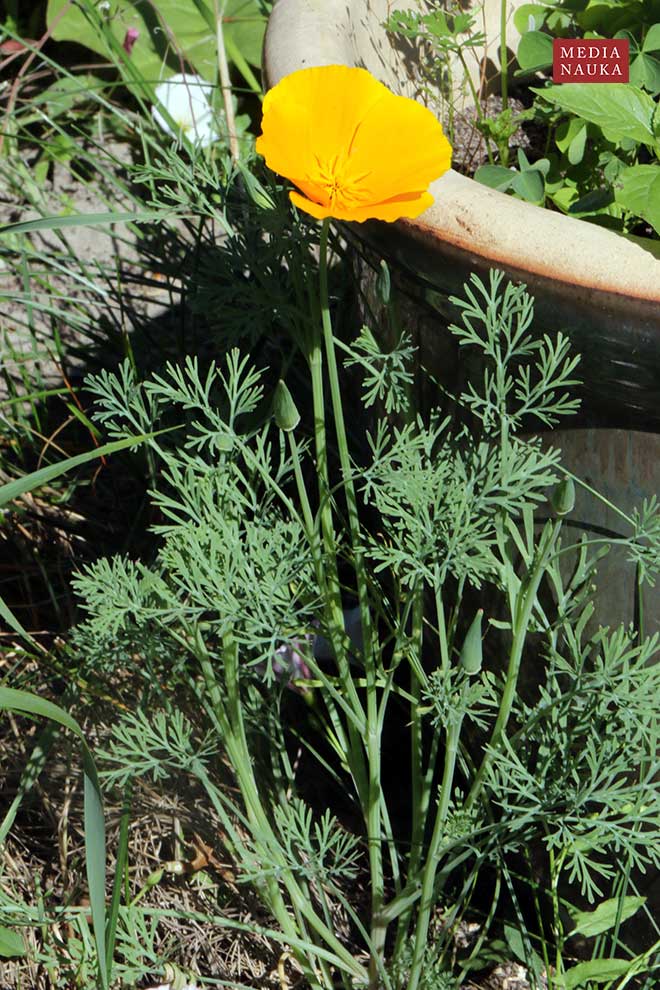 pozłotka kalifornijska, maczek kalifornijski (Eschscholzia californica)