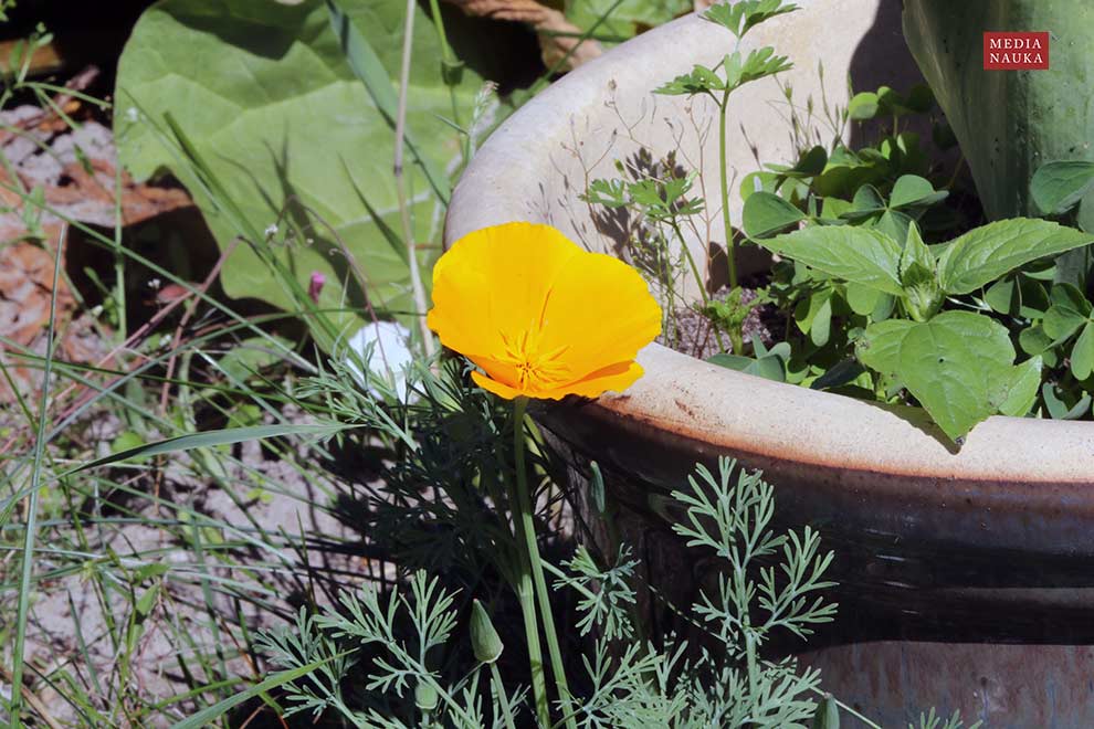 pozłotka kalifornijska, maczek kalifornijski (Eschscholzia californica)