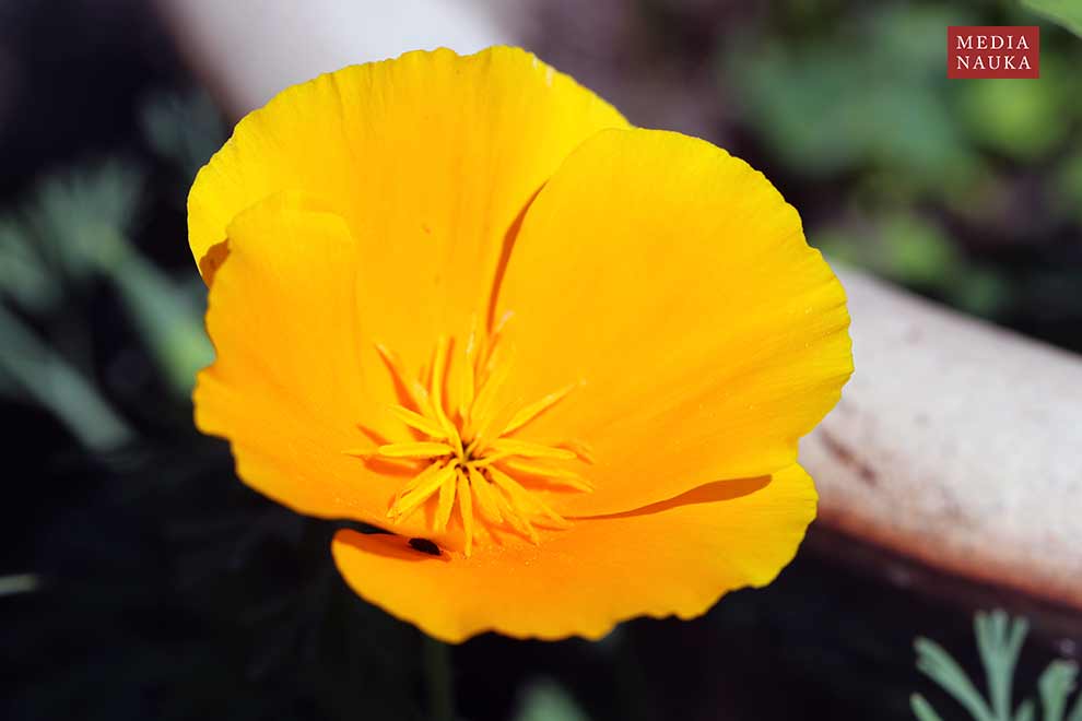 pozłotka kalifornijska, maczek kalifornijski (Eschscholzia californica)