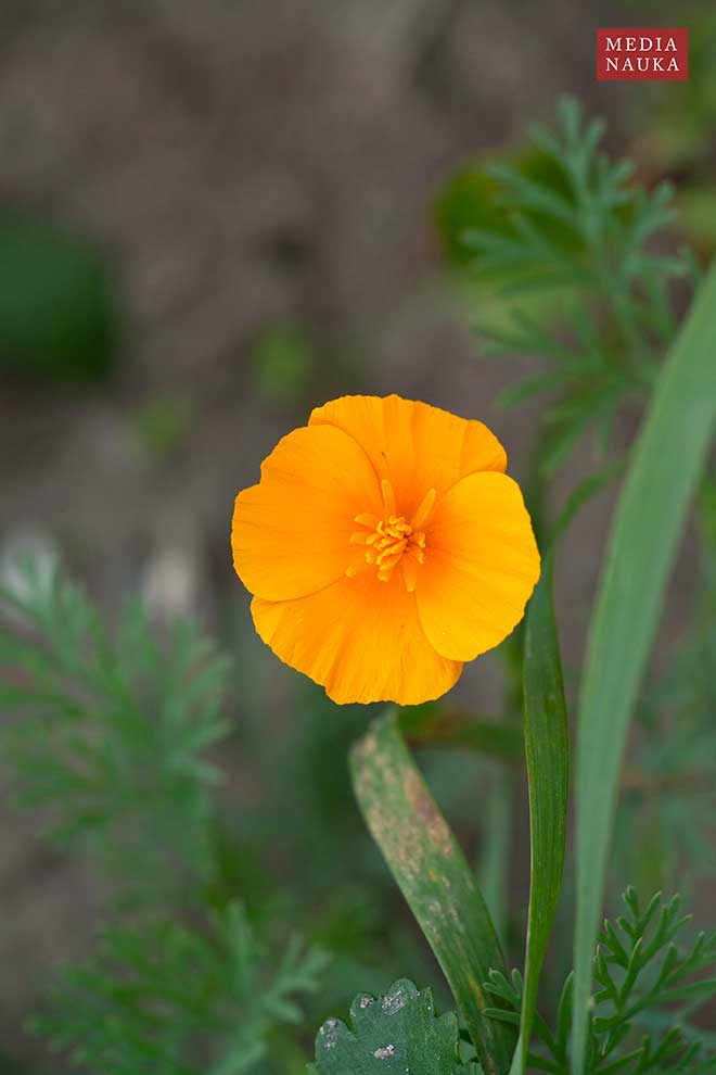 pozłotka kalifornijska, maczek kalifornijski (Eschscholzia californica)