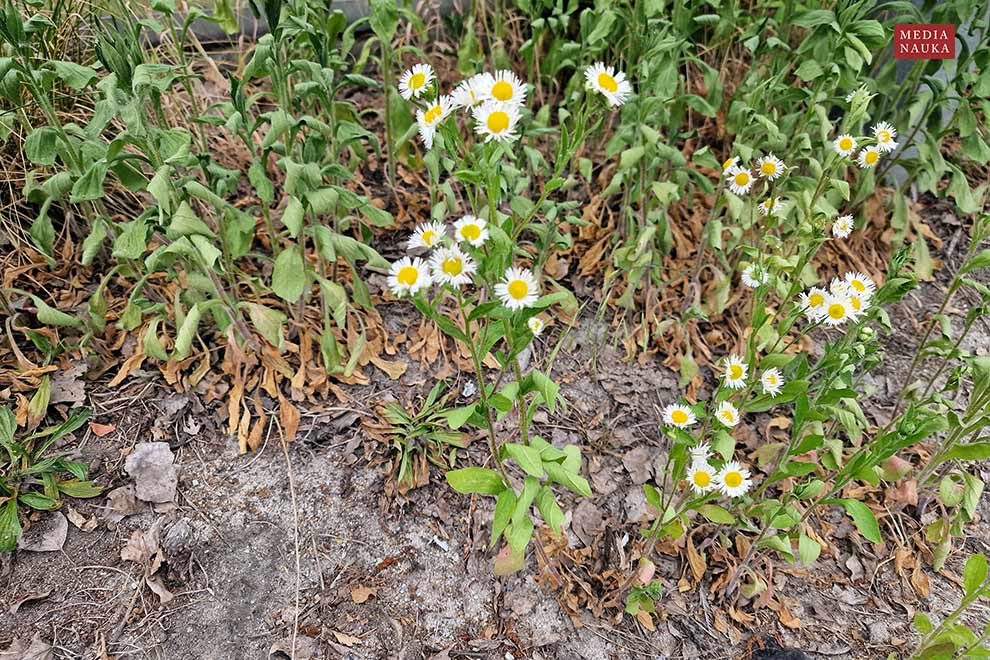 przymiotno białe (Erigeron annuus)