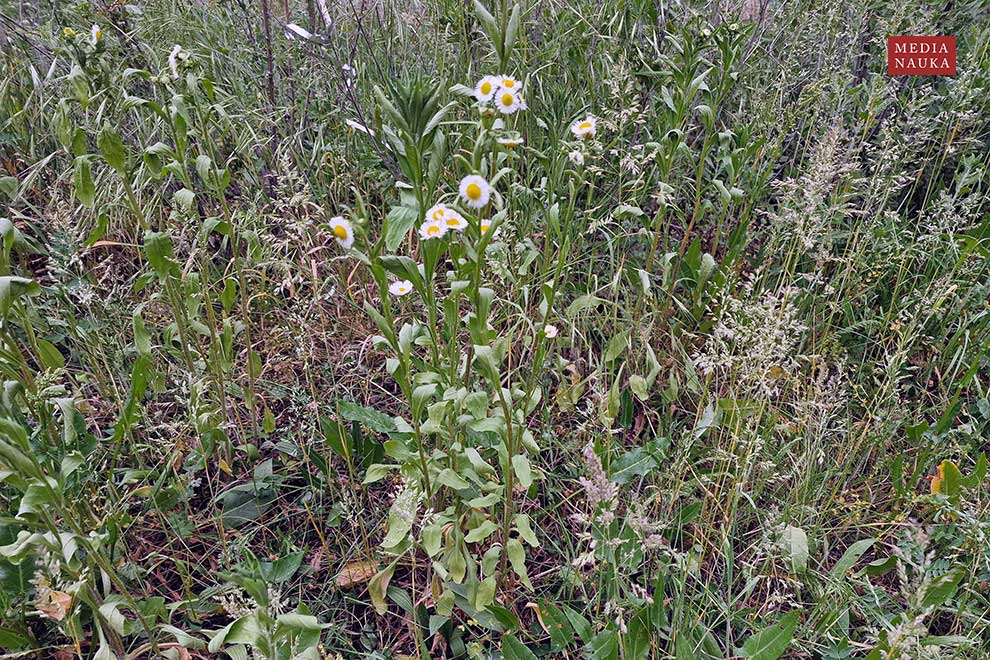 przymiotno białe (Erigeron annuus)