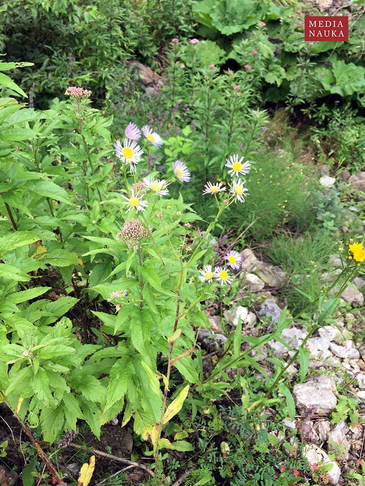 przymiotno białe (Erigeron annuus)