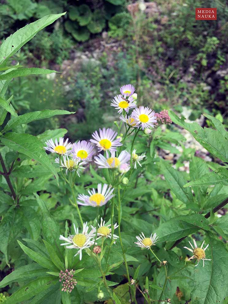 przymiotno białe (Erigeron annuus)