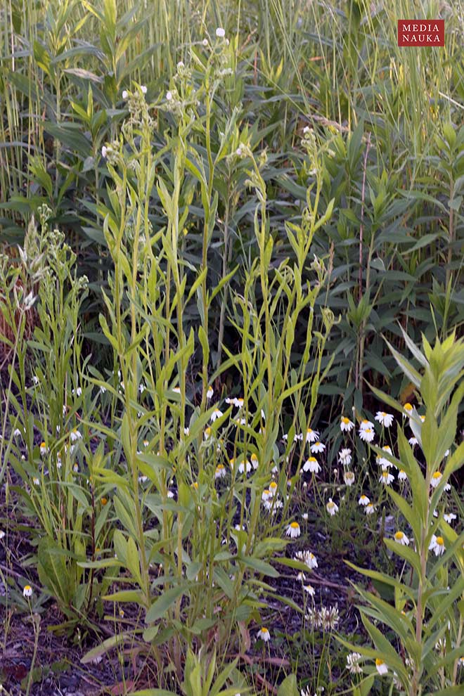 przymiotno białe (Erigeron annuus)