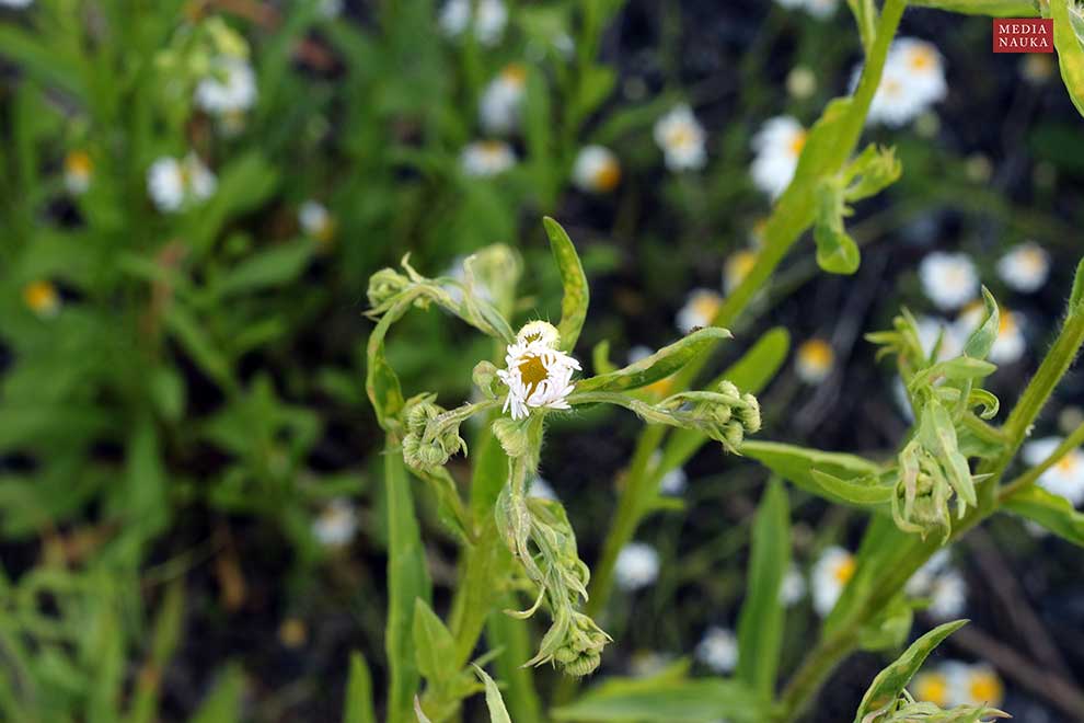 przymiotno białe (Erigeron annuus)