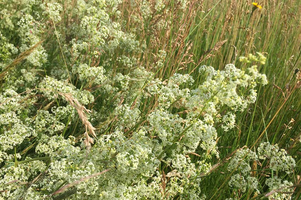 przytulia pospolita, przytulia zwyczajna (Galium mollugo)