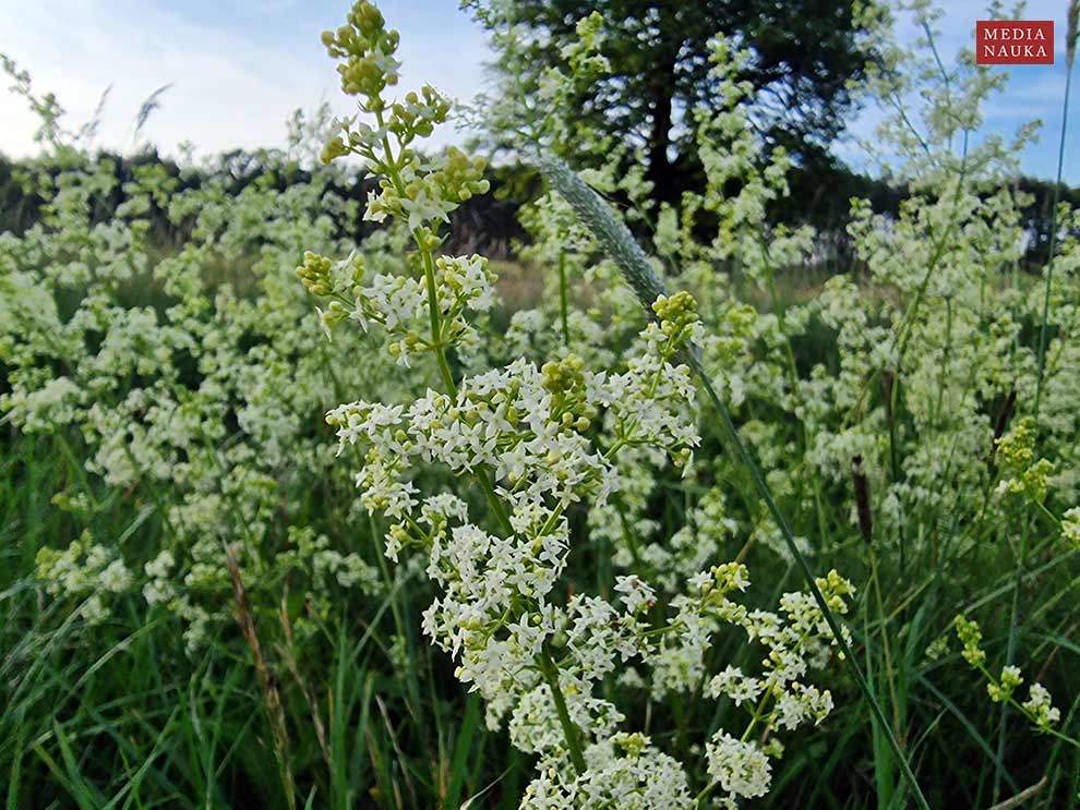 przytulia pospolita, przytulia zwyczajna (Galium mollugo)