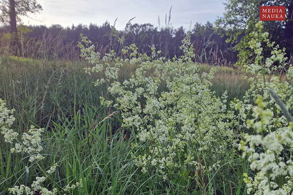 przytulia pospolita, przytulia zwyczajna (Galium mollugo)