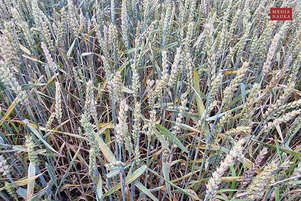 pszenica zwyczajna (Triticum aestivum)