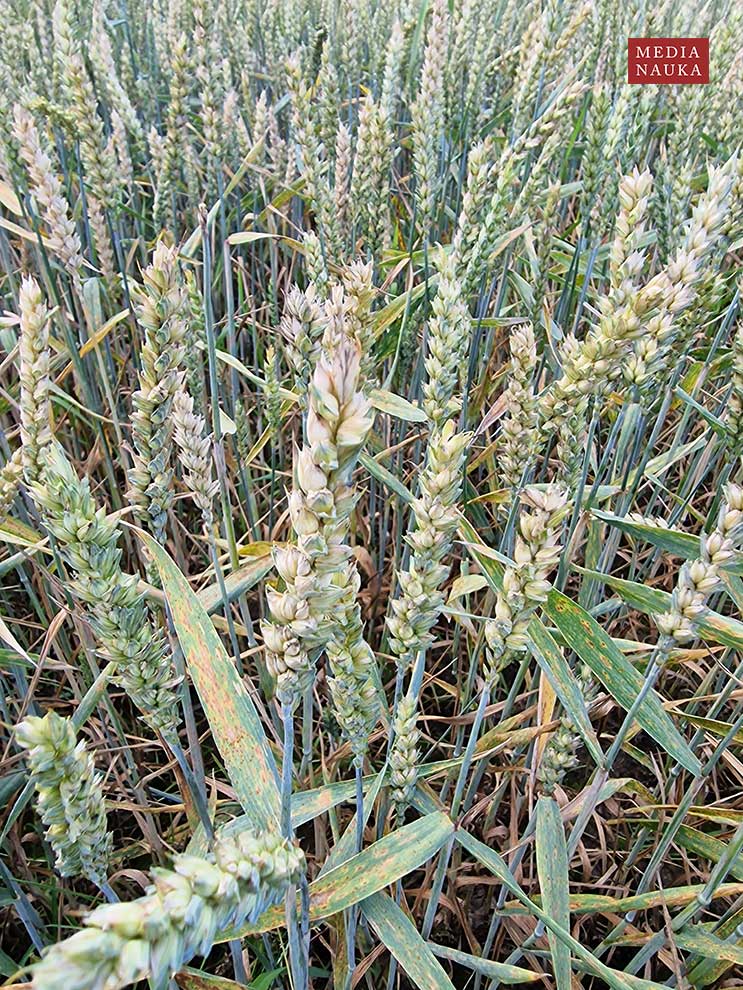 pszenica zwyczajna (Triticum aestivum)