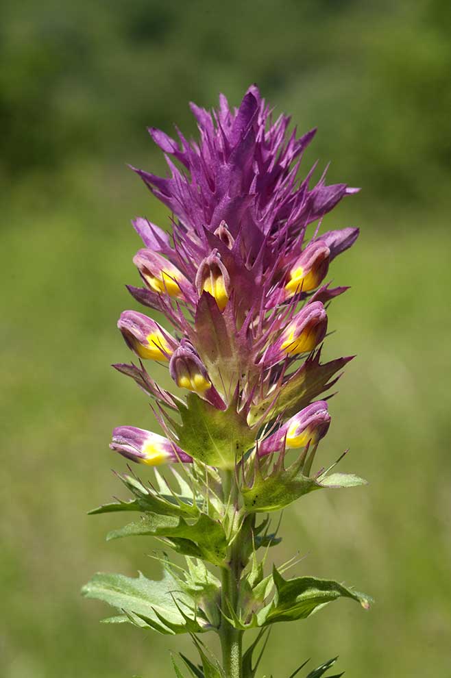 pszeniec różowy (Melampyrum arvense)