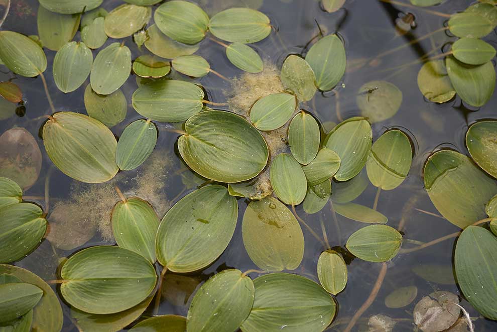 rdestnica pływająca (Potamogeton natans)